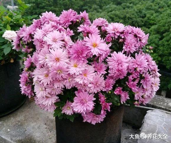 现在不养这种花, 夏天就白过了, 现在种还来得及!