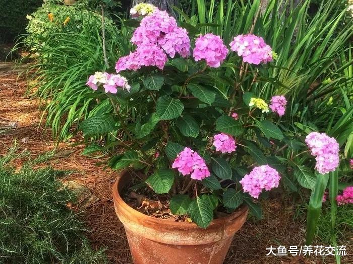 为什么我的绣球花养了三年都没有花朵, 是哪里做错了呢?