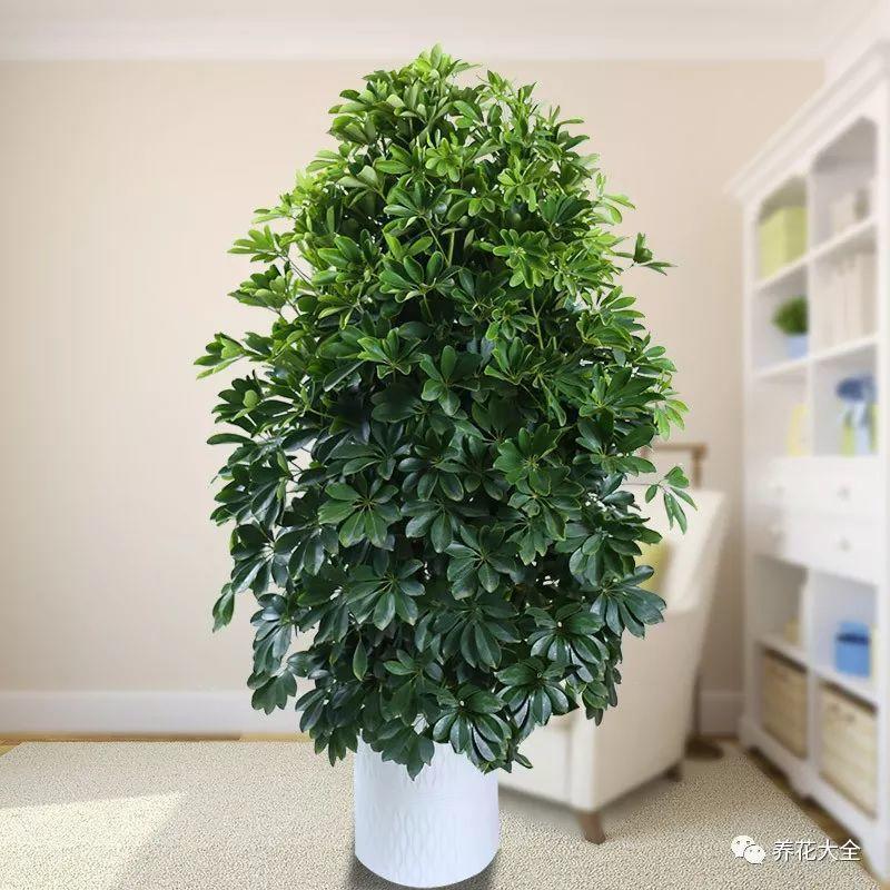这10种吸烟花, 专治二手烟, 越养越茂盛!