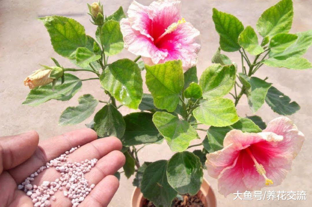 扶桑花盆栽要怎么浇水, 如何保证经常开花
