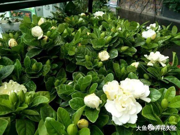 想让月季不招虫? 学会这一招, 越养花越大!