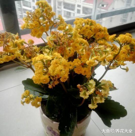 长寿蟹爪兰开花后剪1刀, 养1盆旺1盆, 想咋开就咋开!