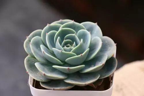 新手该怎么选择适合的多肉? 这14款好养易活的多肉了解一下!