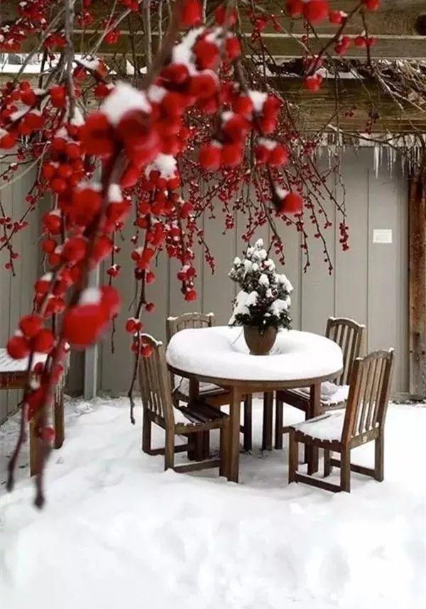 红花白雪, 再冷的天依然傲立枝头, 实属难得一见的美景!