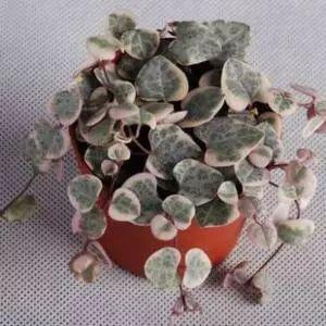 总是觉得自家植物没邻居家长得好? 快来看看是不是这些原因吧!