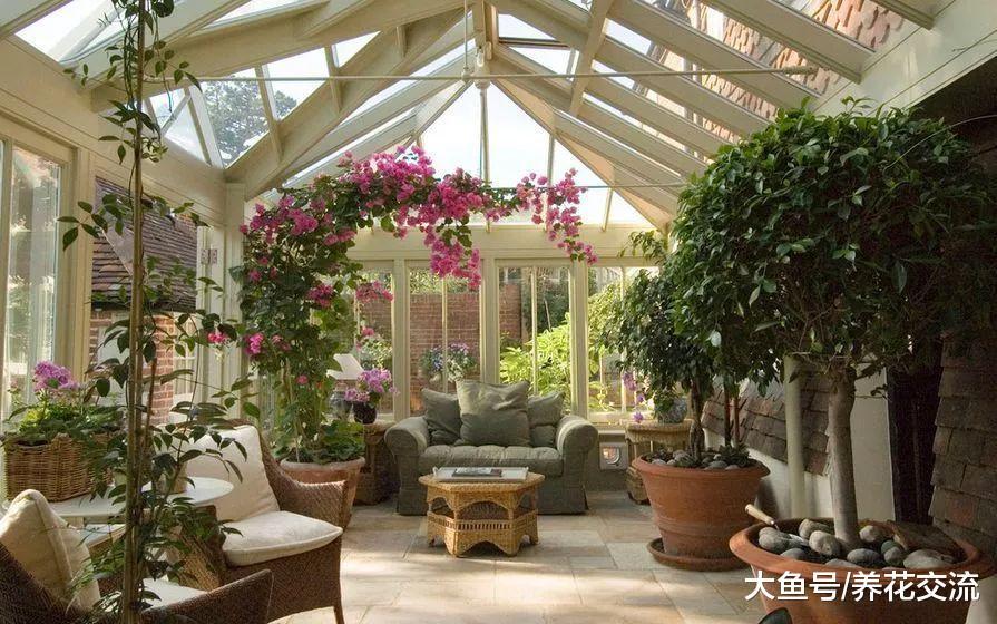 盆栽养护的三角梅枝叶生长特别旺盛, 但养了一两年都没办法开花