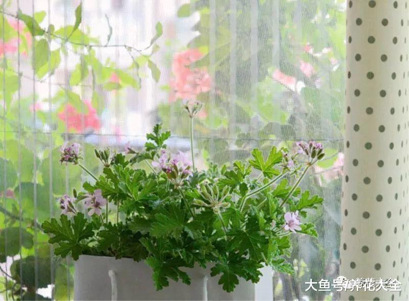 蚊子最怕这8种花, 随便养1盆, 蚊香花露水全省了!