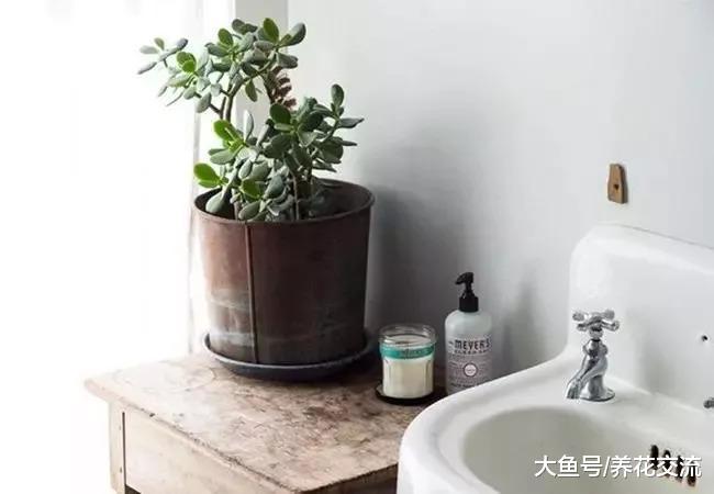 这些植物养家里几周没有人照顾也不会挂, 办公室也可摆几盆