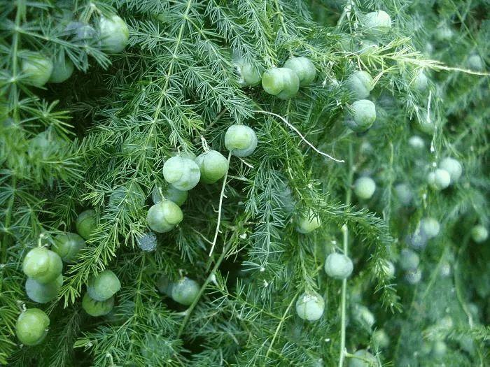 他家的文竹, 一次能结100个果, 枝条都压弯了!