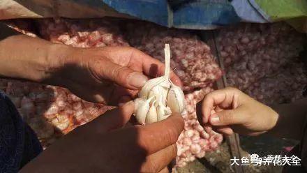 几粒大蒜埋花盆里, 虫子蚂蚁全杀光, 1个不留!
