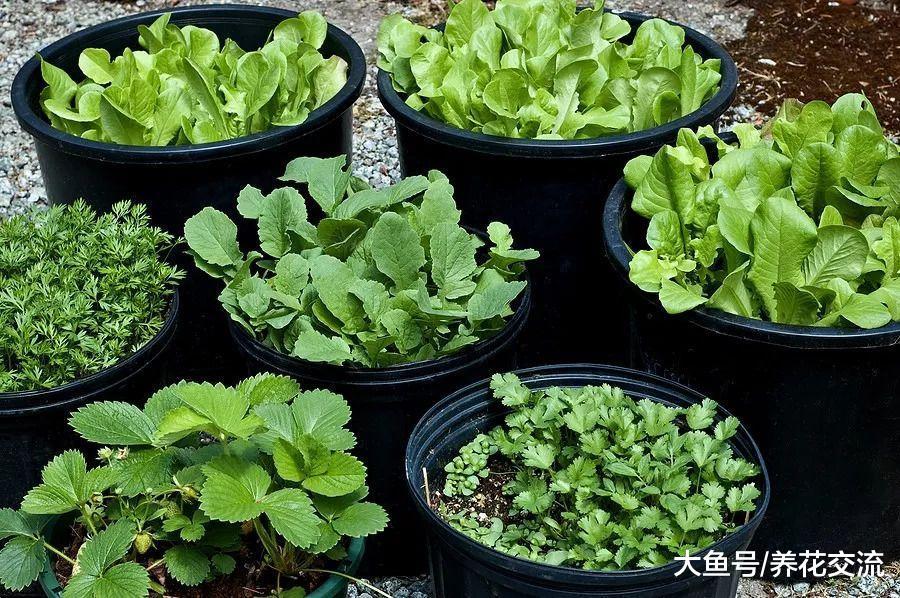 朋友用这5种大容器栽种蔬菜, 家里人都不用怎么买菜了