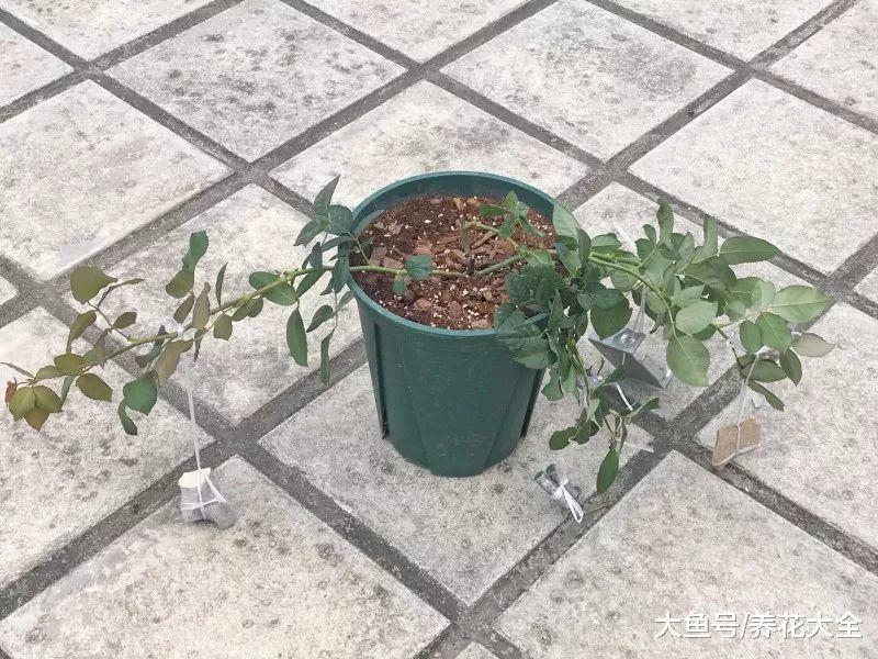 你家的花丑成“梅超风”? 学1招, 花朵呼呼开不见叶!
