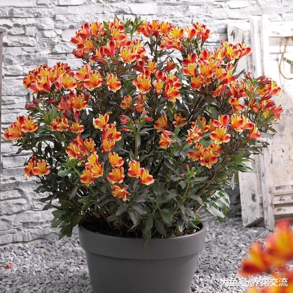 几种适合在栽种在露台上的灌木盆栽花卉, 常年都有清香的花朵观赏