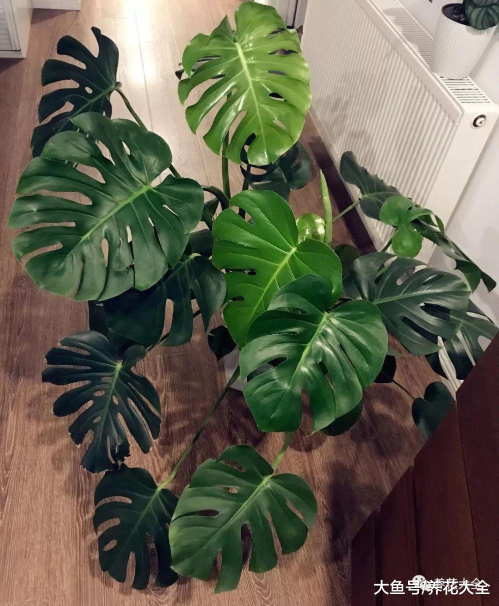 室外漫天飞絮, 快在家养盆龟背竹吧, 比净化器还好用!
