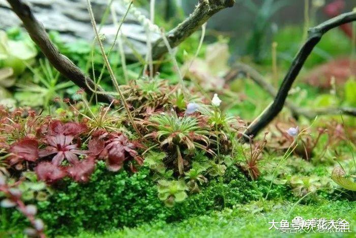 把花塞进玻璃瓶, 叶子变得油绿发亮, 就是一个小花园!