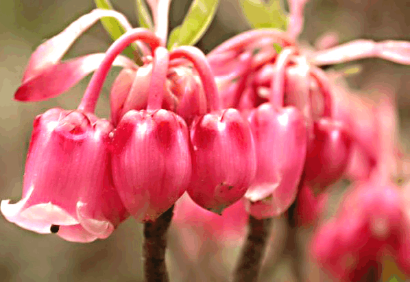 养花就养这些, 开花像“灯笼”, 打理起来更简单!