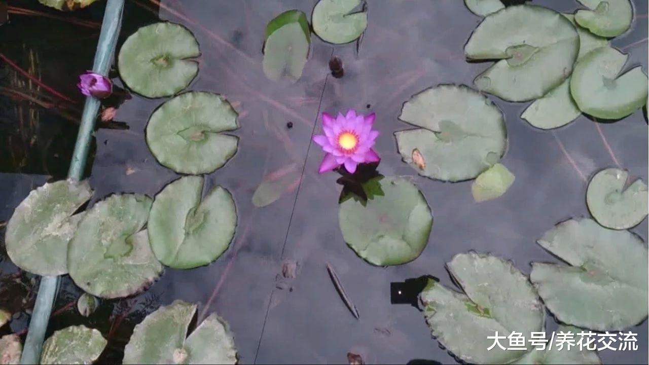 为什么你养的睡莲茎叶容易腐烂, 怎么养才容易开花