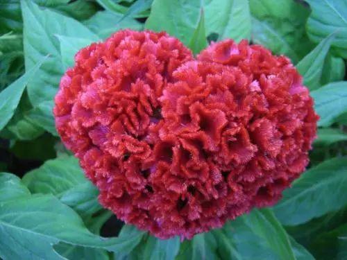 养花人必看, 五月份我们需要为花卉做这些事情了!