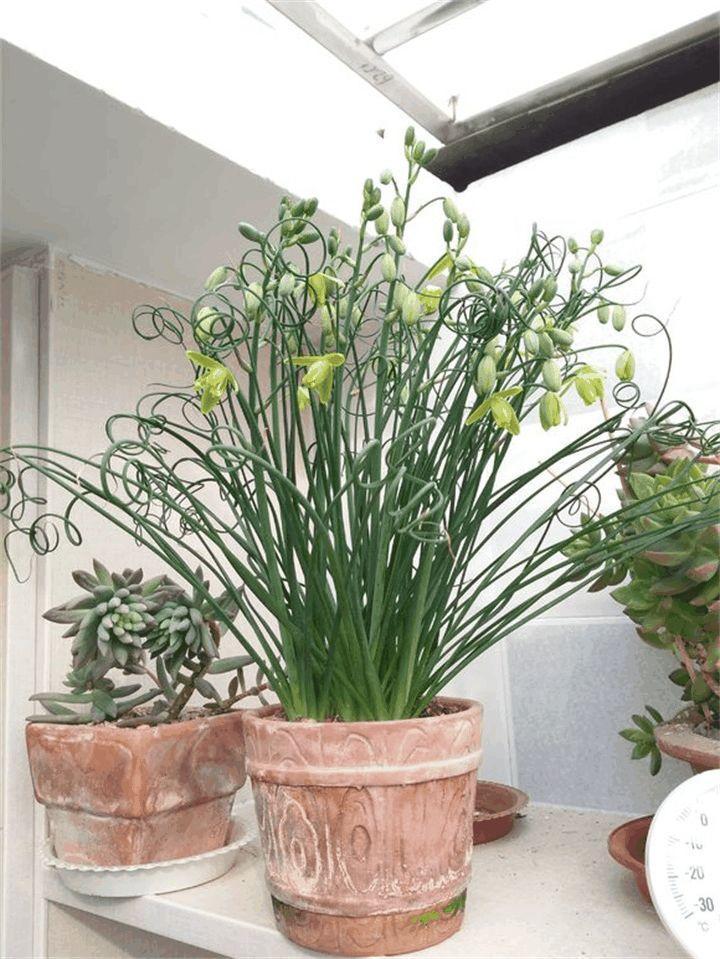 大妈养绿萝, 7天一碗青菜水, 一下蹿出8根枝!