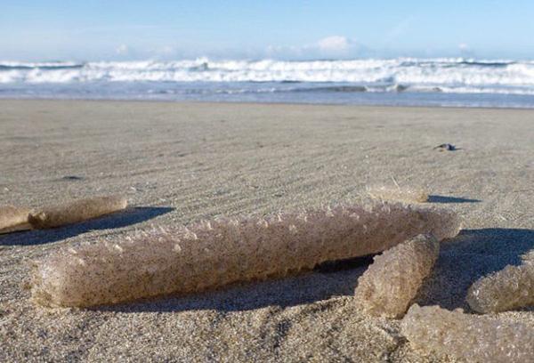 海滩边出现大量海洋物体, 当地科学家为此摸不着头脑