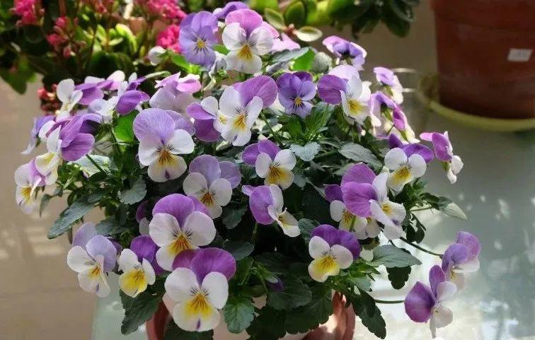 这些抗冻花, 大雪天也不怕, 养一盆能开3个月!