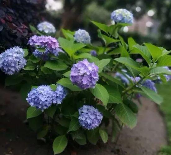 餐厅里养绣球花, 闻着就头晕, 连饭都吃不下!