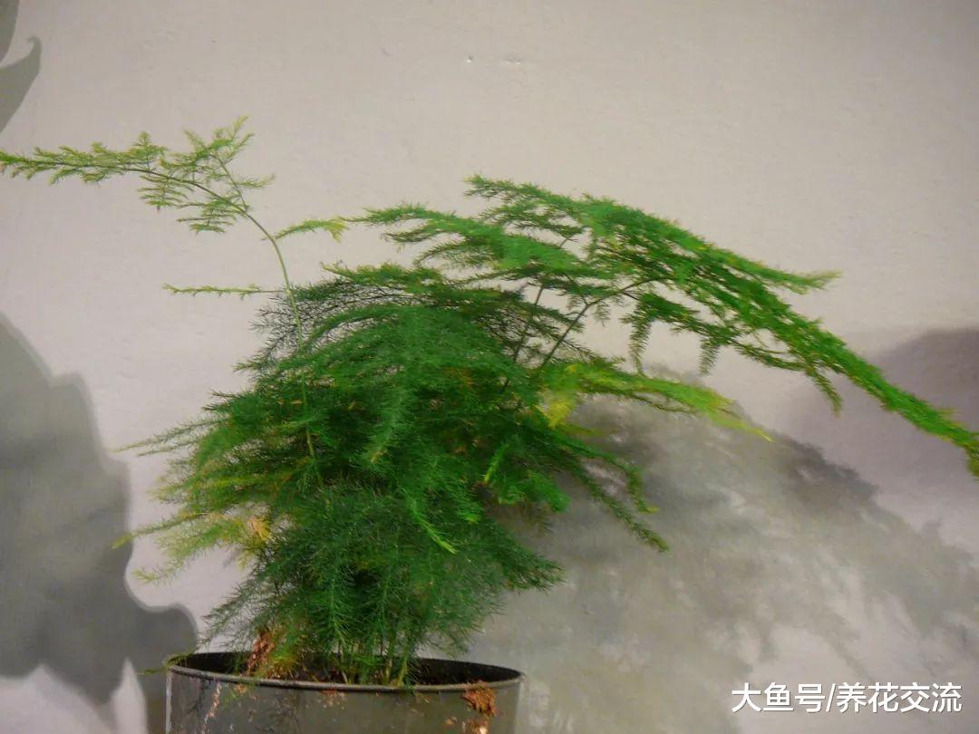 文竹养桌面上怎样才能常年翠绿, 根系不长咋办?