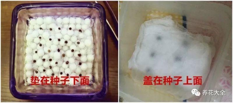 外出1个月, 有了这根旧鞋带, 家里的花照样长爆盆!