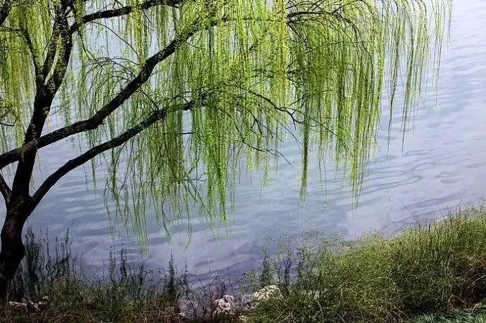这些小东西沾上水, 秒变大补药, 花喝了蹭蹭冒新芽!