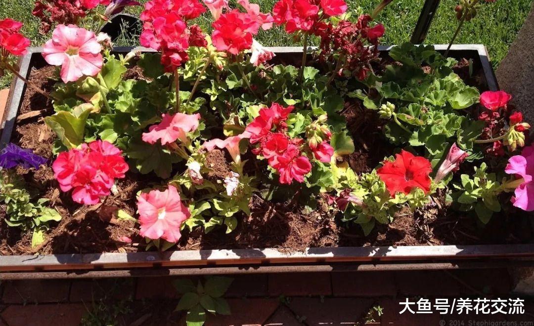 为什么你的天竺葵度过夏天之后就没有办法恢复生长