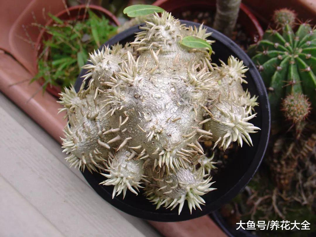 见惯了萌萌哒的多肉, 但这些能认识一种就很厉害了!