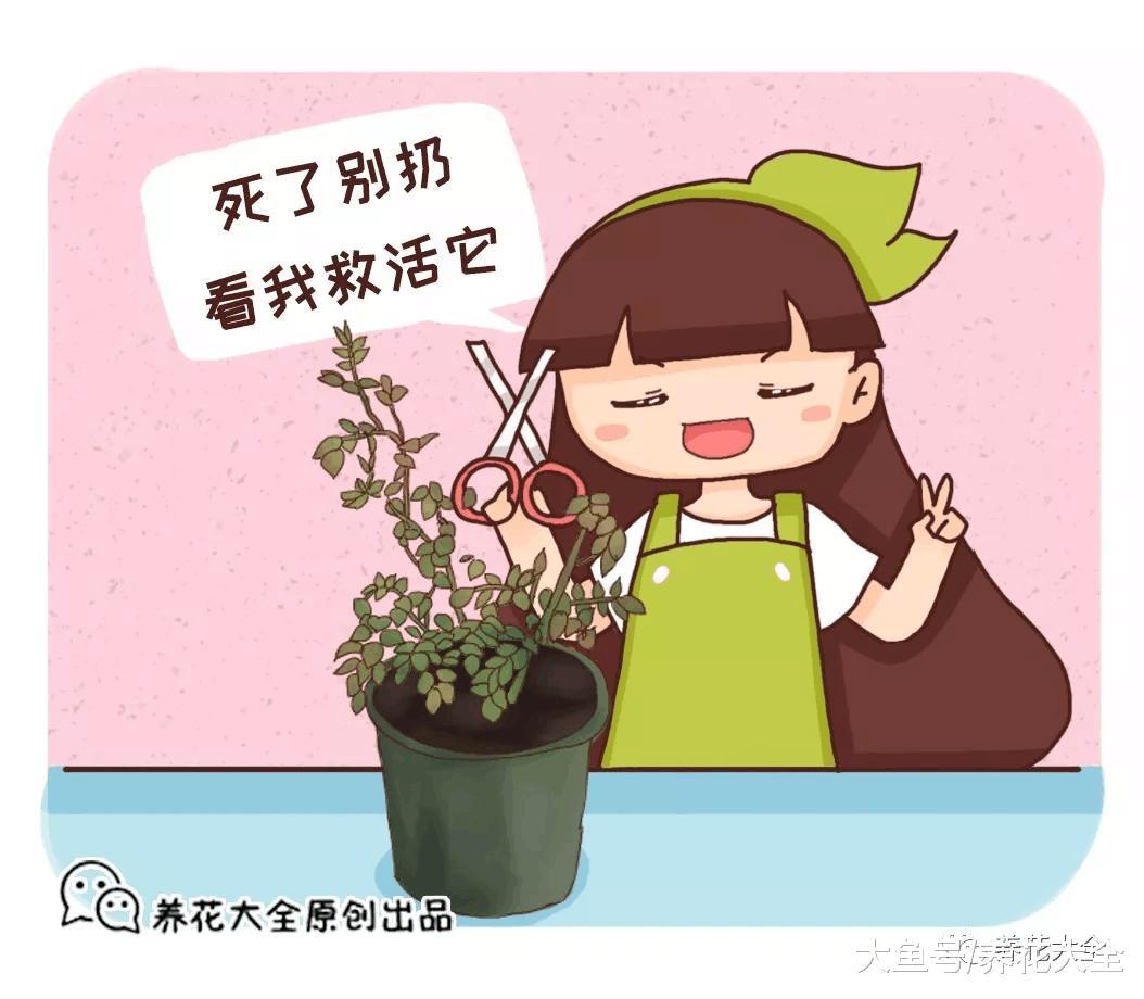 你家的花死透了? 别扔, 1招救活蹭蹭长!