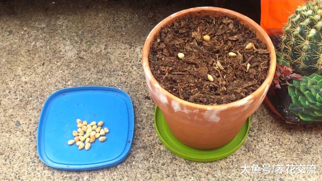 之后才能发芽,在自然环境下的樱桃果核都是经过寒冷的冬季之后,它们就