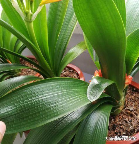 给君子兰加点黄豆, 不仅不黄叶了, 花也越开越多!
