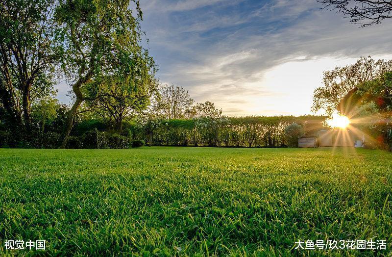 今天我们来聊一聊草坪