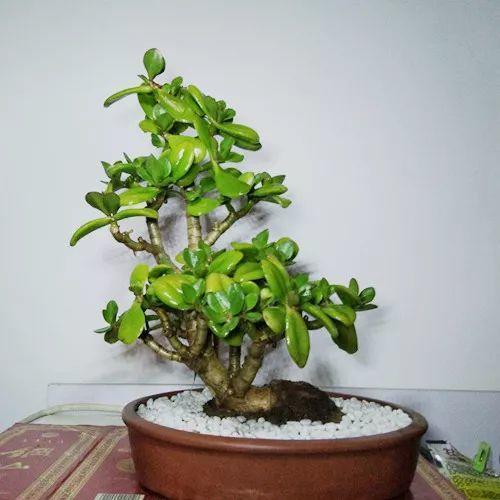 玉树不能惯着养, 咔嚓一剪刀, 安全过冬还长个!