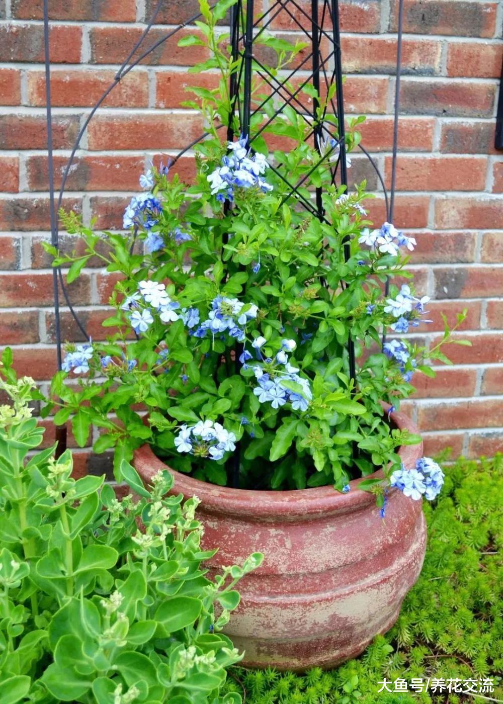 蓝色花朵的爬藤蓝雪花, 花期超长的热带灌木植物