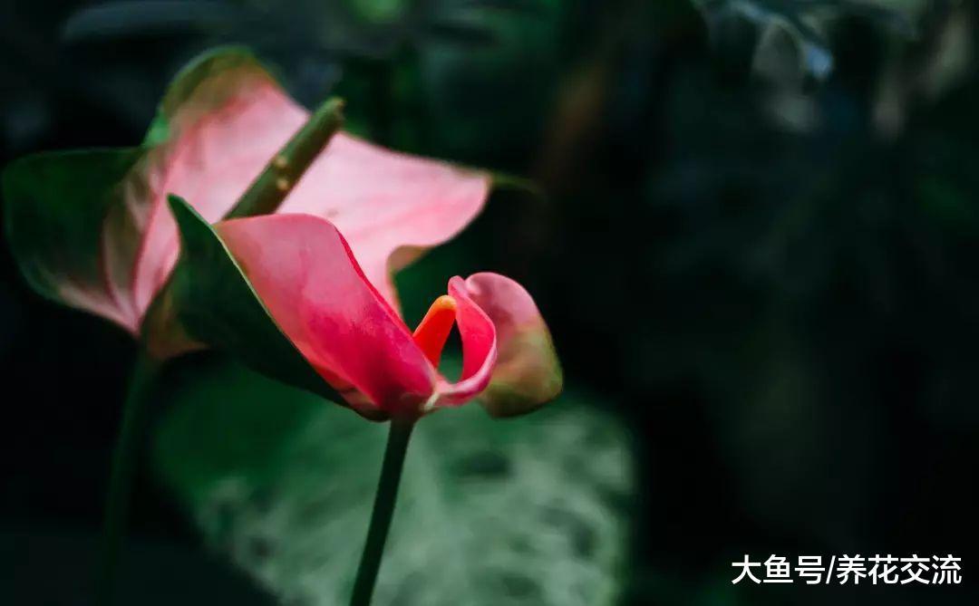 10种极难被养死的盆栽绿植, 放办公室里也不用经常打理