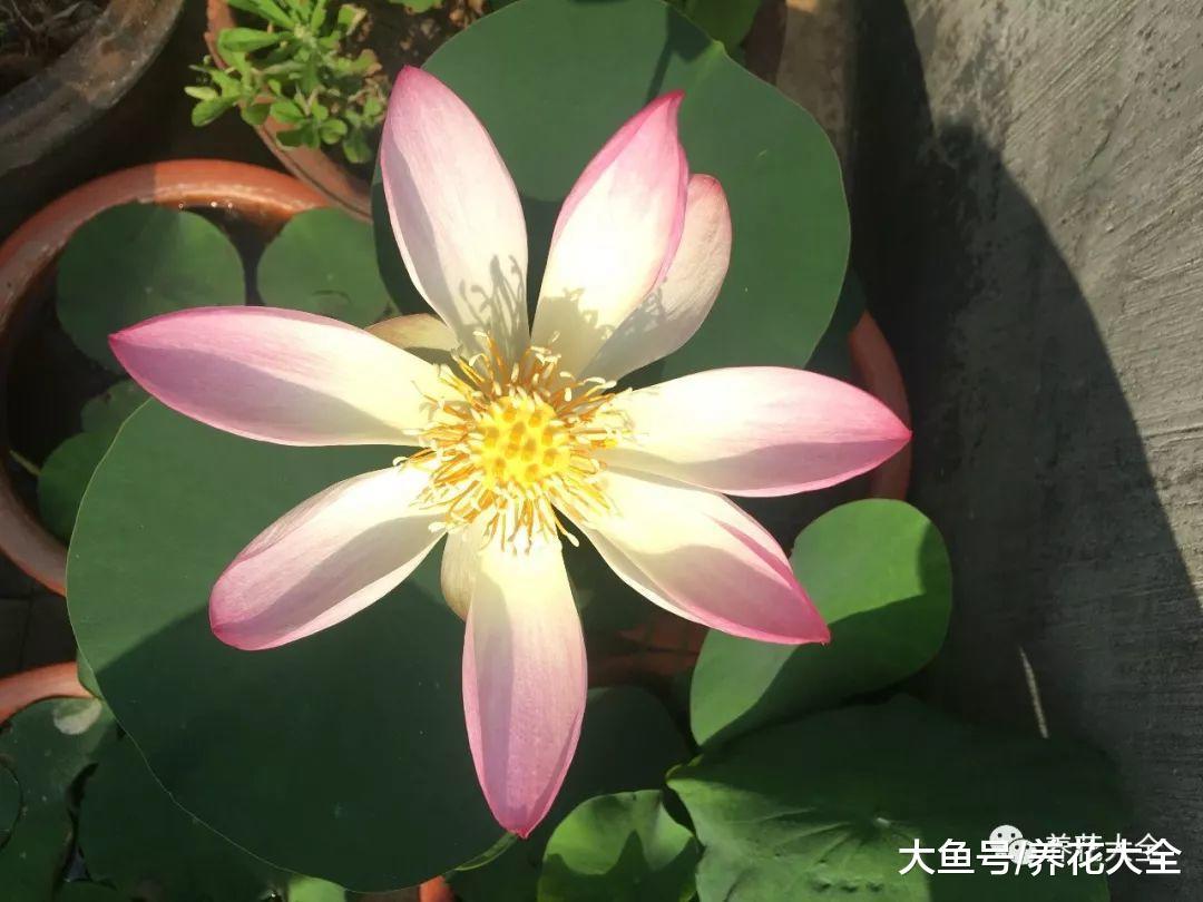 天热就在家养盆莲花, 不用出门都有花赏!