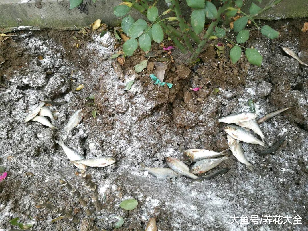 死掉的鱼别扔, 埋在月季旁边, 新枝蹭蹭冒!