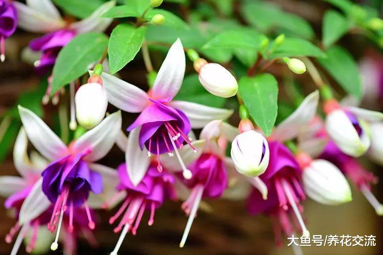 我在窗台边养的倒挂金钟, 基本可以保持四季开花