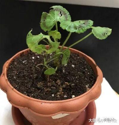 盆里放点这种生活垃圾, 10年不换盆, 照样蹭蹭长!