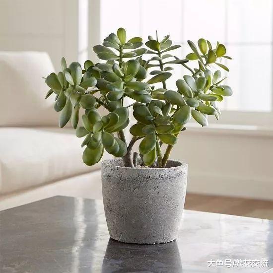 7种极其耐旱的盆栽植物, 几个月不管都能活得好好的