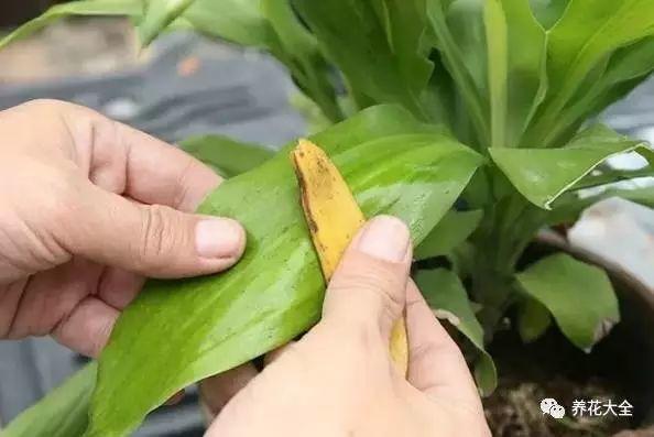 绿萝养久了, 赶紧给它洗个澡, 10天就能长满盆!