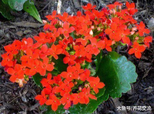 这9种花种院子里特别容易养护, 大部分能常年开花