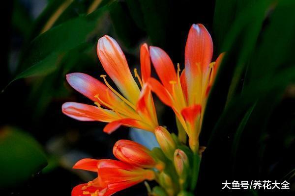 想给君子兰换盆的你赶紧看看, 做错了就等于白换