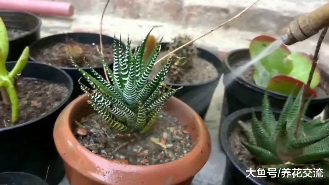 新手养护多肉和仙人掌植物常见的7种错误方法
