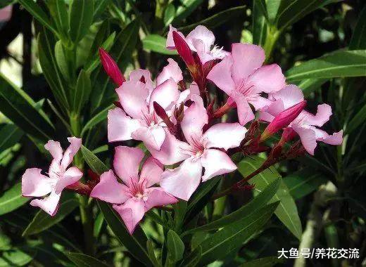 这11种有毒植物一定不要放在家里, 否则会影响人们的健康