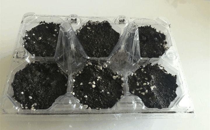 鸡蛋盒切一刀, 雨伞戳盆里, 花儿蹭蹭往上蹿, 破烂变神器!