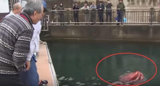 人们海边散步发现巨型红色生物, 男子潜水看清后乐开了花